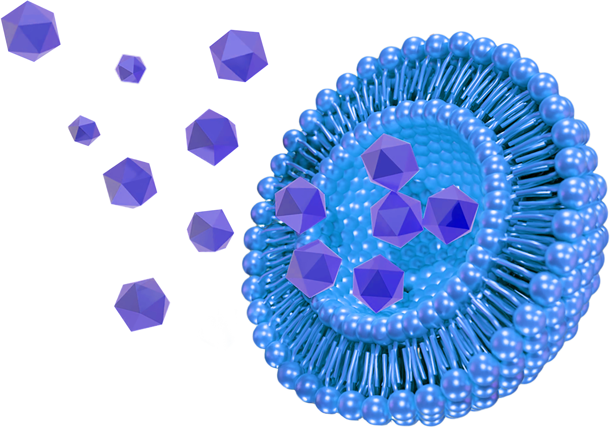 3D model of a cross-section of a blue liposome releasing purple icosahedron-shaped particles out towards its left-hand side